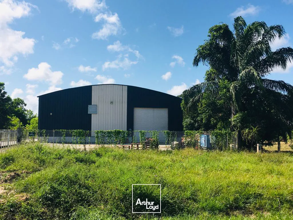 Locaux d'activité & Entrepôts - Vente - Montsinery Tonnegrande - 97356 - 1000-1000 - 7807805
