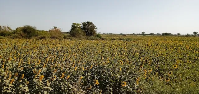 Champs de tournesols