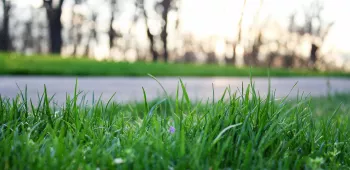 Objectif zéro artificialisation nette route traversant de l'herbe