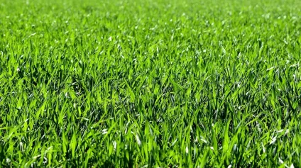 A VENDRE TERRAIN CONSTRUCTIBLE ACTIVITES PROFESSIONNELLES ZONE ARTISANALE A 2MN DE CHATELLERAULT - Offre immobilière - Arthur Loyd