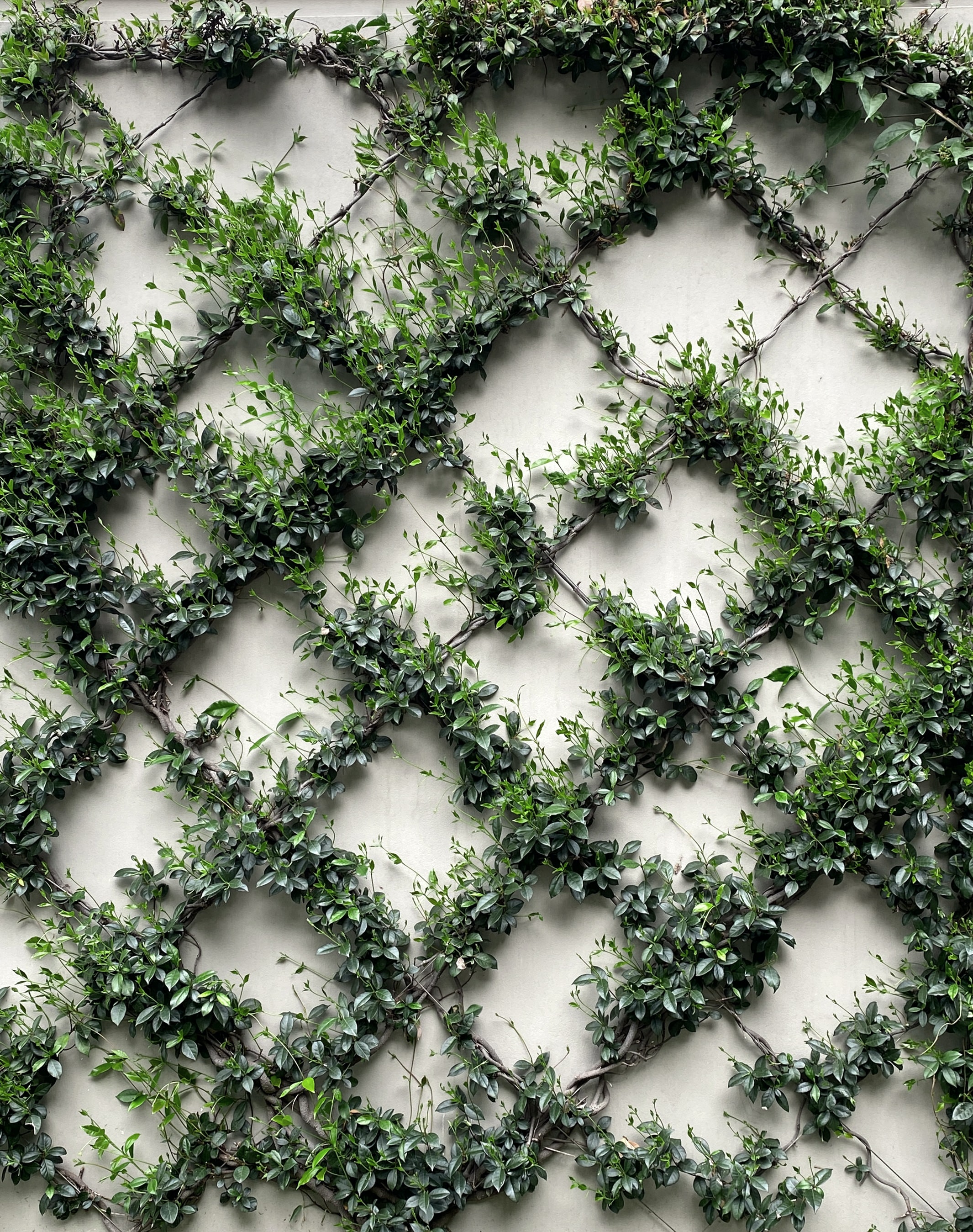 Mur quadrillé de plantes