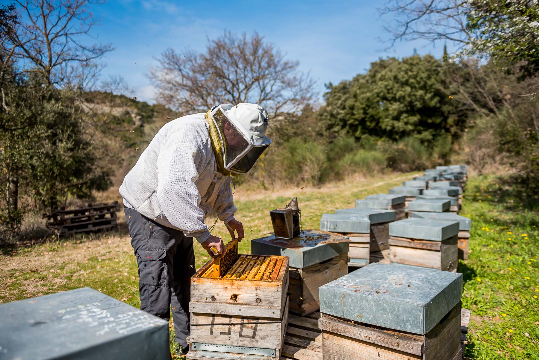 Apiculteur récolte miel
